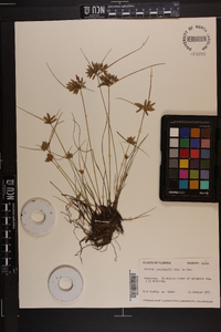 Cyperus lanceolatus image