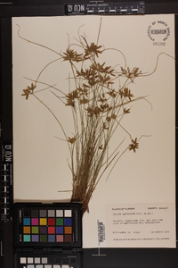 Cyperus lanceolatus image