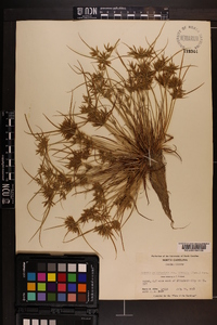 Cyperus polystachyos image