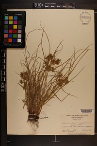 Cyperus polystachyos var. texensis image