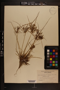 Cyperus polystachyos var. texensis image