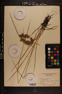 Cyperus pseudovegetus image