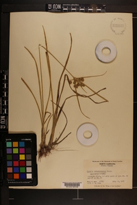 Cyperus pseudovegetus image