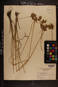 Cyperus pseudovegetus image