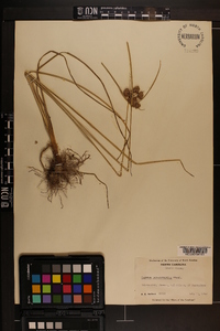 Cyperus pseudovegetus image