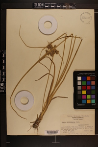 Cyperus pseudovegetus image