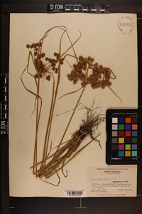 Cyperus pseudovegetus image