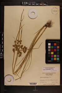 Cyperus pseudovegetus image