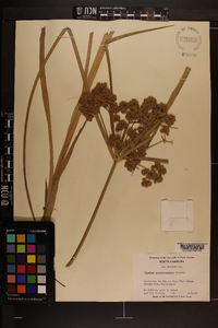 Cyperus pseudovegetus image