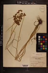 Cyperus pseudovegetus image