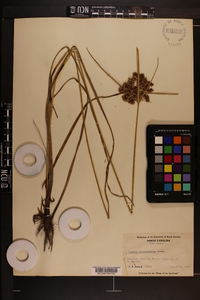 Cyperus pseudovegetus image