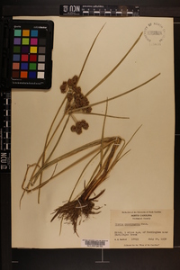 Cyperus pseudovegetus image