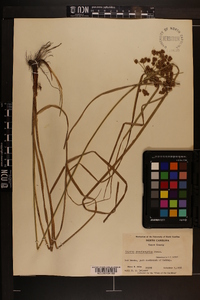 Cyperus pseudovegetus image