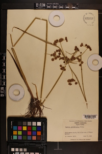 Cyperus pseudovegetus image