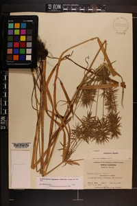 Cyperus refractus image