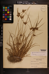 Cyperus retrorsus image