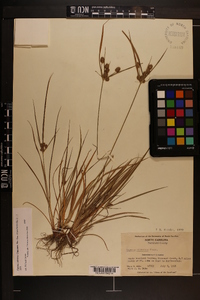 Cyperus retrorsus image