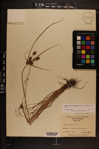 Cyperus retrorsus image