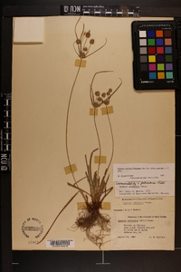 Cyperus retrorsus image