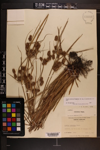 Cyperus retrorsus image