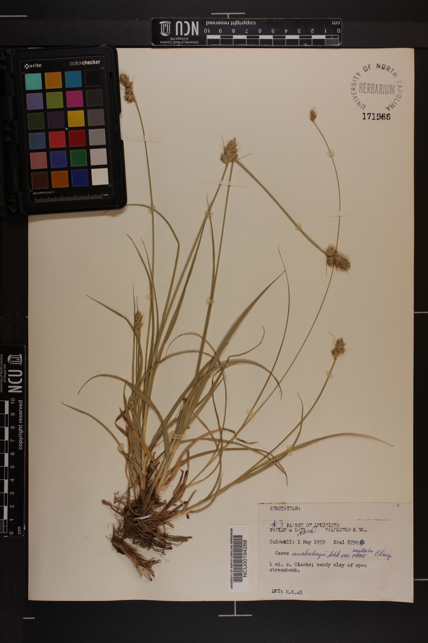 Carex muehlenbergii var. australis image