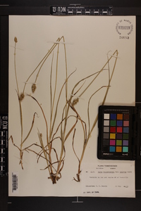 Carex muehlenbergii var. enervis image