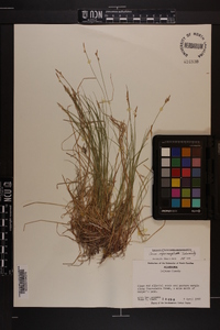 Carex nigromarginata image