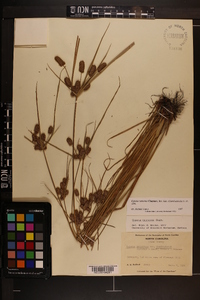 Cyperus retrorsus image