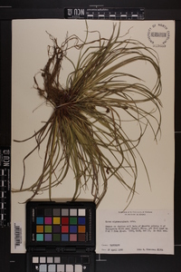 Carex nigromarginata image