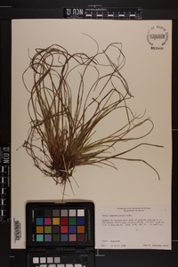 Carex nigromarginata image