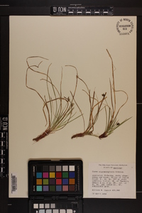 Carex nigromarginata image