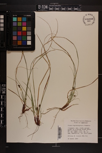 Carex nigromarginata image