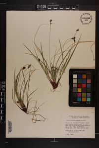 Carex nigromarginata image