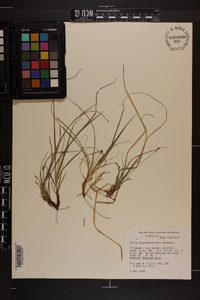 Carex nigromarginata image