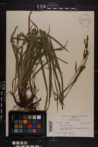 Carex oblita image