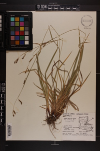 Carex oblita image