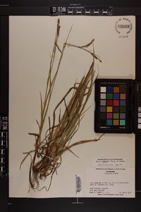 Carex oxylepis image