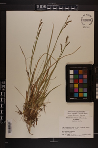 Carex oxylepis image