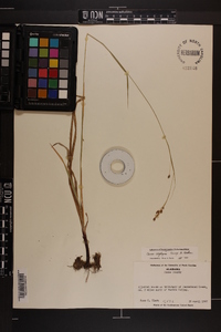Carex oxylepis image