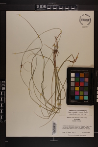 Carex complanata image