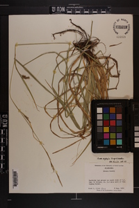 Carex cherokeensis image