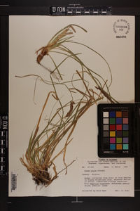 Carex picta image