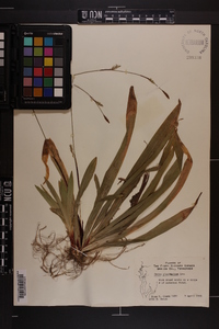 Carex plantaginea image