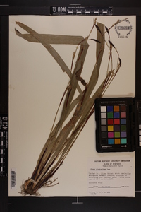 Carex plantaginea image