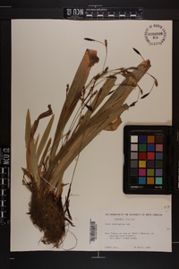 Carex plantaginea image