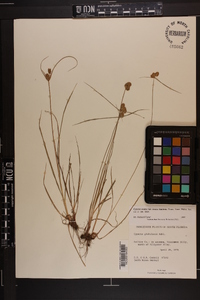 Cyperus ovatus image