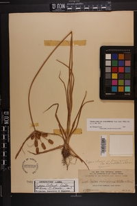 Cyperus ovatus image