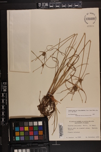 Cyperus ovatus image