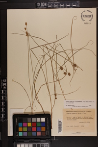 Cyperus ovatus image