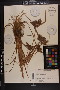 Cyperus pilosus image